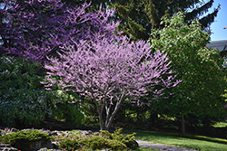 Eastern Redbud (Cercis canadensis) at Lakeshore Garden Centres