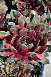 Silver King Hens And Chicks (Sempervivum 'Silver King') at Lakeshore Garden Centres