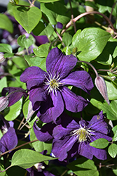 Boulevard Ayako Clematis (Clematis 'Evipo112') at Lakeshore Garden Centres