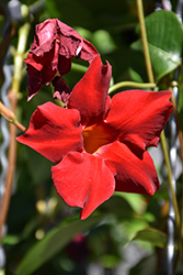 Sangria Tinto Mandevilla (Mandevilla 'Sunmanderemi') at Lakeshore Garden Centres