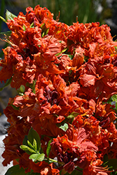 Red Demon Azalea (Rhododendron 'Red Demon') at Lakeshore Garden Centres