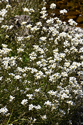 Wall Cress (Arabis caucasica) at Lakeshore Garden Centres