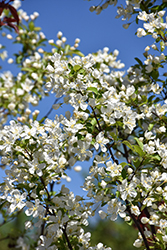 Red Jewel Flowering Crab (Malus 'Red Jewel') at Lakeshore Garden Centres