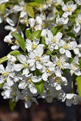 Red Jewel Flowering Crab (Malus 'Red Jewel') at Lakeshore Garden Centres