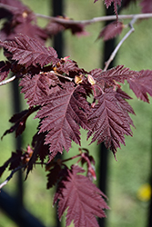 Burgundy Lace Filbert (Corylus avellana 'Burgundy Lace') at Lakeshore Garden Centres