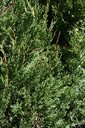 Montana Green Juniper (Juniperus scopulorum 'Montana Green') at Lakeshore Garden Centres