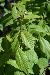 Yellow Birch (Betula allegheniensis) at Lakeshore Garden Centres