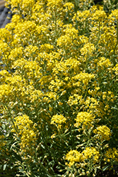 Golden Spring Alpine Alyssum (Alyssum wulfenianum 'Golden Spring') at Lakeshore Garden Centres