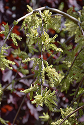 Chaparral Weeping Mulberry (Morus alba 'Chaparral') at Lakeshore Garden Centres