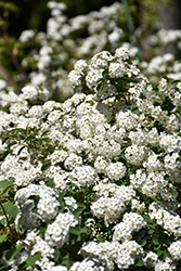 Vanhoutte Spirea (Spiraea x vanhouttei) at Lakeshore Garden Centres