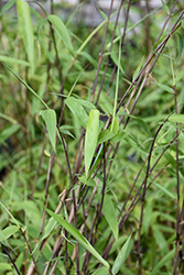 Dragon's Head Clump Bamboo (Fargesia dracocephala) at Lakeshore Garden Centres