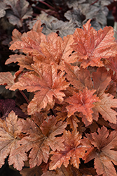 Hopscotch Foamy Bells (Heucherella 'Hopscotch') at Lakeshore Garden Centres