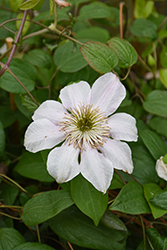 Irene Clematis (Clematis 'Irene') at Lakeshore Garden Centres