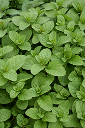 Orange Mint (Mentha x piperita 'Orange') at Lakeshore Garden Centres