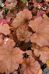 Dolce Toffee Tart Coral Bells (Heuchera 'Toffee Tart') at Lakeshore Garden Centres
