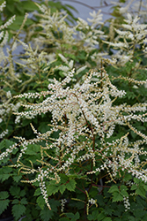 Chantilly Lace Goatsbeard (Aruncus 'Chantilly Lace') at Lakeshore Garden Centres