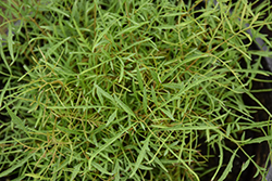 Fairy Hair Goatsbeard (Aruncus 'Fairy Hair') at Lakeshore Garden Centres