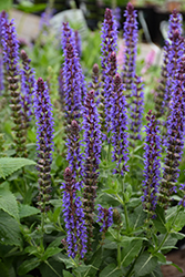 Violet Riot Sage (Salvia nemorosa 'Violet Riot') at Lakeshore Garden Centres