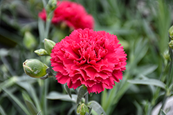 Fruit Punch Cranberry Cocktail Pinks (Dianthus 'Cranberry Cocktail') at Lakeshore Garden Centres