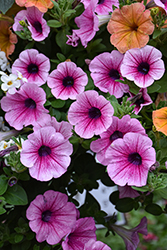 Supertunia Trailing Strawberry Pink Veined Petunia (Petunia 'Constraw') at Lakeshore Garden Centres