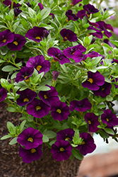 Aloha Midnight Purple Calibrachoa (Calibrachoa 'Aloha Midnight Purple') at Lakeshore Garden Centres