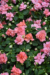 Rockapulco Orange Shades Impatiens (Impatiens 'Balfiecoran') at Lakeshore Garden Centres