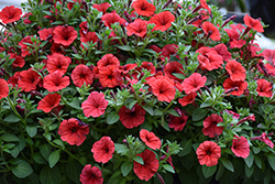 Supertunia Mini Vista Scarlet Petunia (Petunia 'Supertunia Mini Vista Scarlet') at Lakeshore Garden Centres