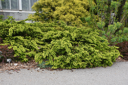 Emerald Spreader Yew (Taxus cuspidata 'Emerald Spreader') at Lakeshore Garden Centres