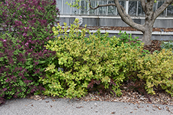Wings Of Fire Weigela (Weigela florida 'Wings Of Fire') at Lakeshore Garden Centres