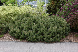 Slowmound Mugo Pine (Pinus mugo 'Slowmound') at Lakeshore Garden Centres
