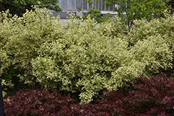 Variegated Mockorange (Philadelphus coronarius 'Variegatus') at Lakeshore Garden Centres