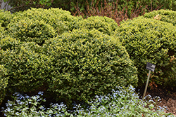 Green Velvet Boxwood (Buxus 'Green Velvet') at Lakeshore Garden Centres