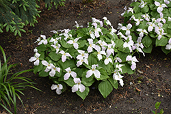Great White Trillium (Trillium grandiflorum) at Lakeshore Garden Centres