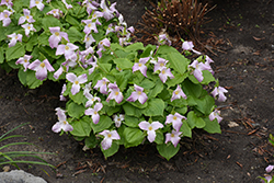 Rose Trillium (Trillium grandiflorum 'var. roseum') at Lakeshore Garden Centres