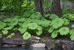 Astilboides (Astilboides tabularis) at Lakeshore Garden Centres