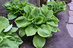Sum and Substance Hosta (Hosta 'Sum and Substance') at Lakeshore Garden Centres