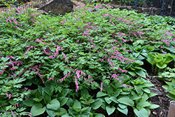 Common Bleeding Heart (Dicentra spectabilis) at Lakeshore Garden Centres