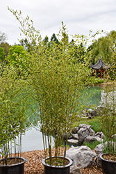Bisset's Bamboo (Phyllostachys bissetii) at Lakeshore Garden Centres
