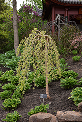 Chaparral Weeping Mulberry (Morus alba 'Chaparral') at Lakeshore Garden Centres