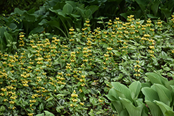 Yellow Archangel (Lamiastrum galeobdolon) at Lakeshore Garden Centres