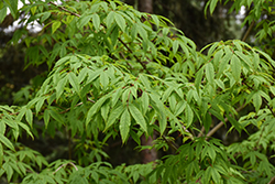 Manchurian Maple (Acer mandshuricum) at Lakeshore Garden Centres