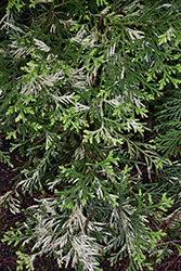Variegated Hiba Arborvitae (Thujopsis dolabrata 'Variegata') at Lakeshore Garden Centres