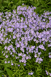 Woodland Phlox (Phlox divaricata) at Lakeshore Garden Centres