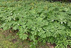 Mayapple (Podophyllum peltatum) at Lakeshore Garden Centres