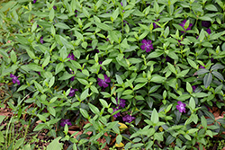 Wine Periwinkle (Vinca minor 'Atropurpurea') at Lakeshore Garden Centres