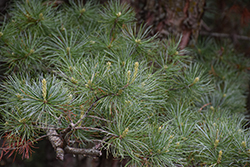 Maxi Dwarf Japanese White Pine (Pinus parviflora 'Maxi Dwarf') at Lakeshore Garden Centres