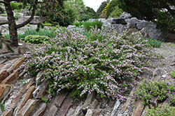 Purple Broom (Cytisus purpureus) at Lakeshore Garden Centres