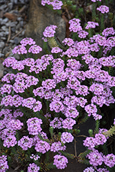 Fragrant Persian Stone Cress (Aethionema schistosum) at Lakeshore Garden Centres
