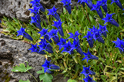 Spring Gentian (Gentiana acaulis) at Lakeshore Garden Centres