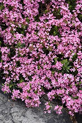 Rose Daphne (Daphne cneorum) at Lakeshore Garden Centres